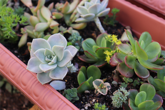 サボテンの鉢植え1